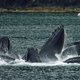Un grupo de ballenas jorobadas, alimentándose en grupo. Foto: Wikimedia Commons.